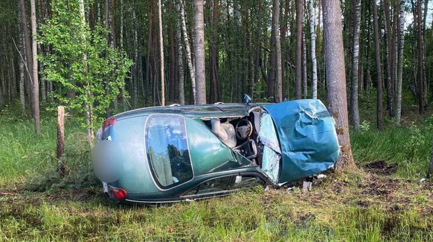 Лось спровоцировал ДТП в Поставском районе