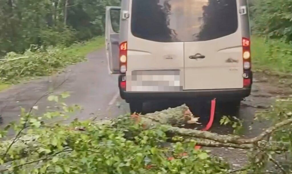 Правоохранители убрали упавшее дерево в Мядельском районе 