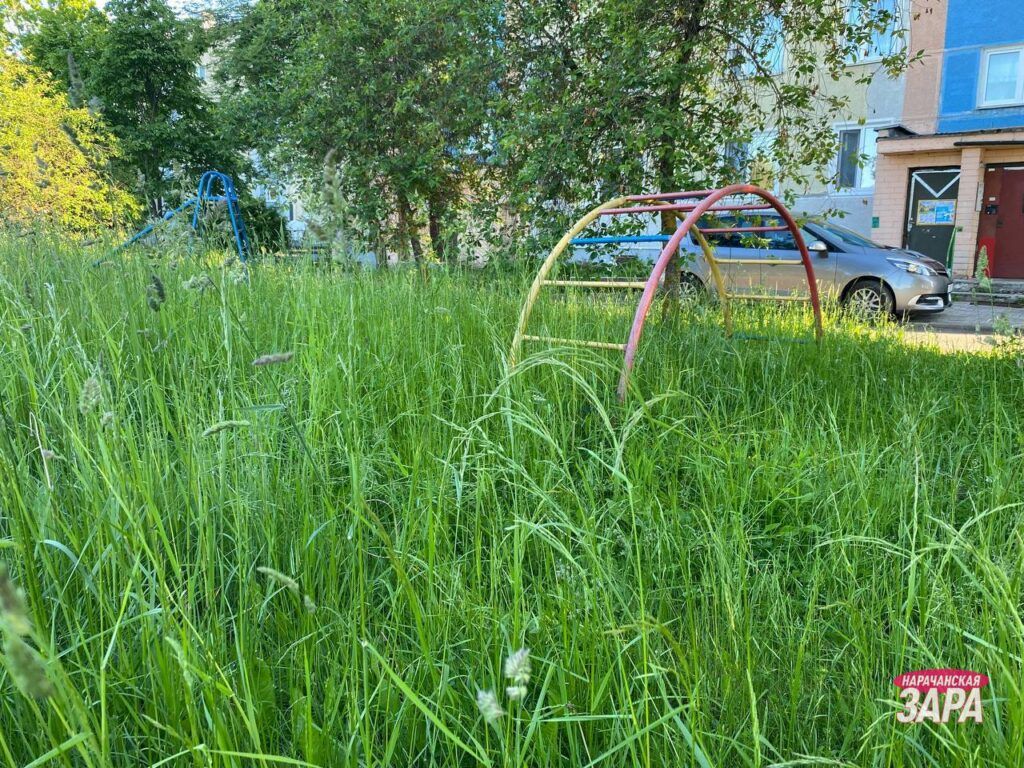 Жительница Мяделя пожаловалась на дворы, которые прячутся в траве
