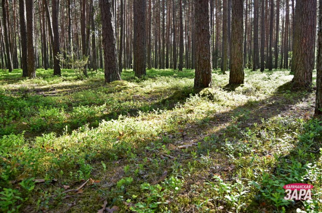 Семь человек пропали в лесах Мядельского района – как не пополнить статистику