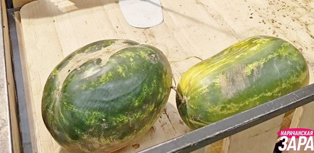 Врач рассказала, как правильно есть арбуз для максимальной пользы