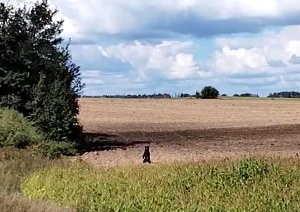 Медведь вышел к дороге в Мядельском районе