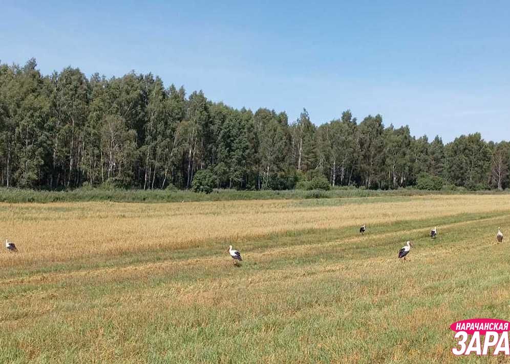 Подготовили свежую сводку с хлебных полей Мядельского района