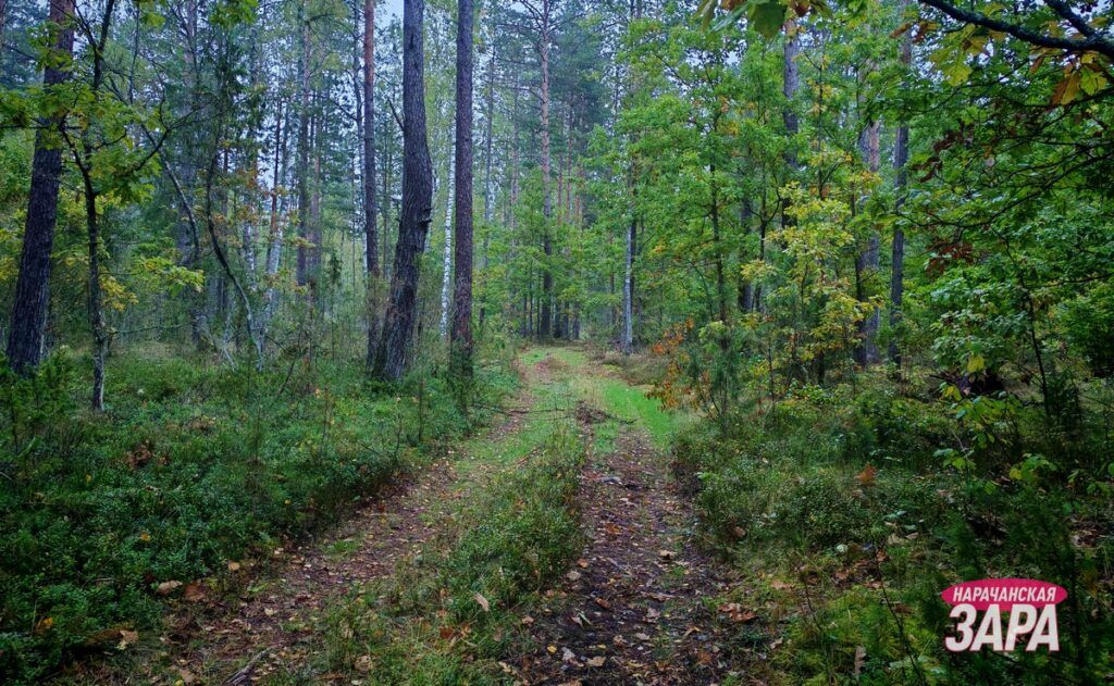 Руководство Мядельского района поздравило работников и ветеранов лесного хозяйства