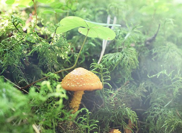 Грибная рулетка — как не поставить на кон здоровье и жизнь