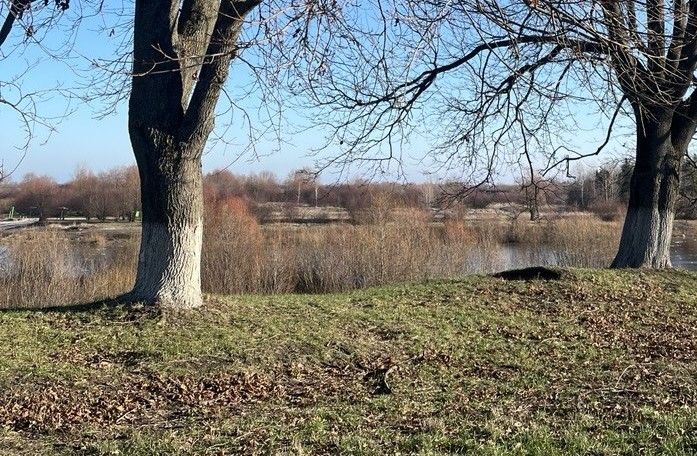 Агроном рассказал о главных правилах побелки сада перед зимой